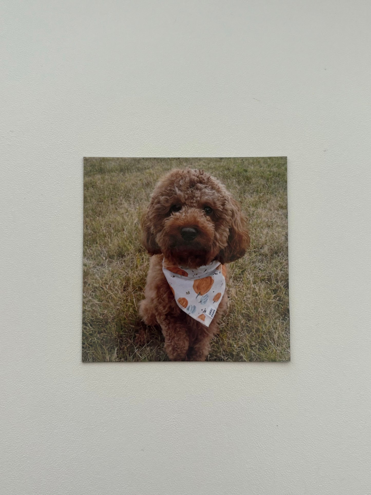 Custom Pet Magnet